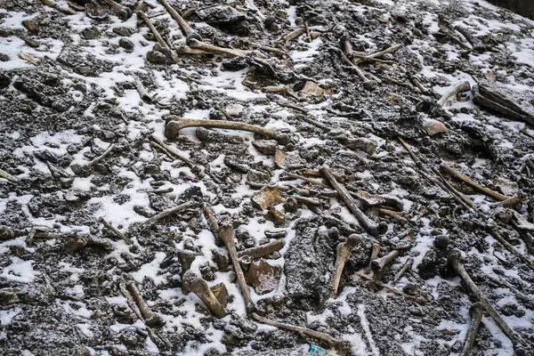 skeleton